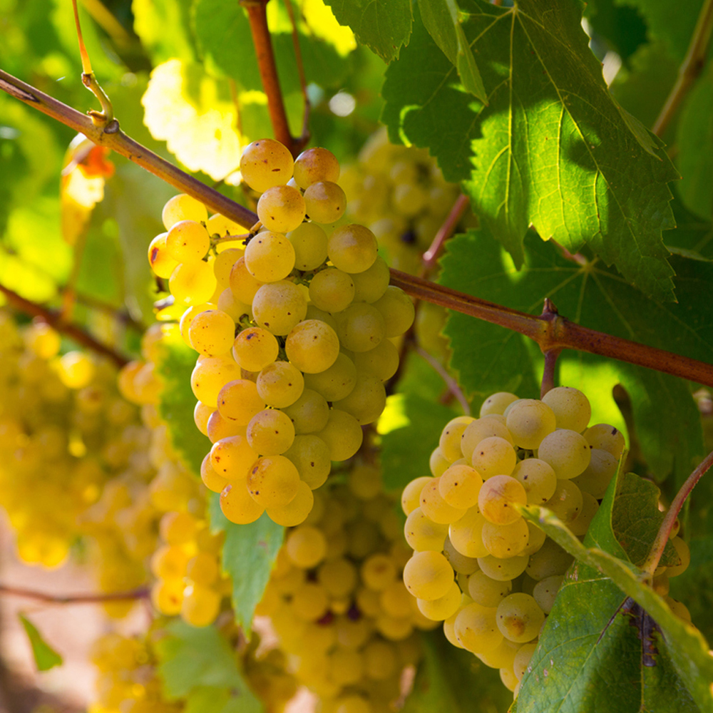 cepage_vermentino-2.jpg